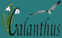 Galanthus