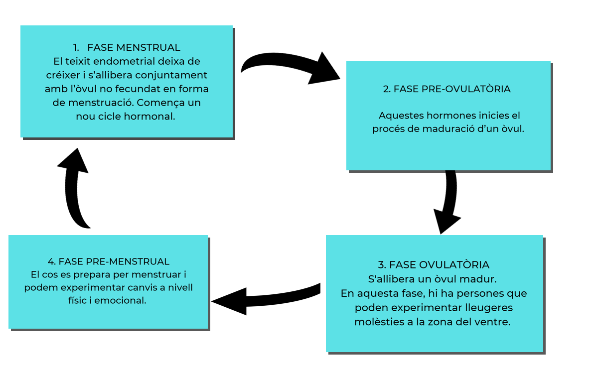 Les fases del cicle menstrual