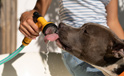 Consells davant la calor extrema dels animals de companyia