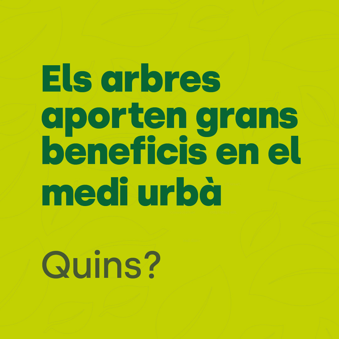 Poda i gestió de l'arbrat